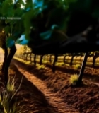  葡萄园葡萄特写5213#竖屏 	 