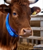  佩戴智能项圈的牛特写639#竖屏 	 