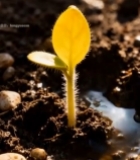  破土而出的嫩绿植物幼苗(1)5740#竖屏 	 