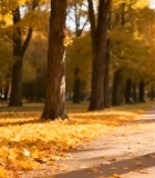  女子秋日公园漫步5323#竖屏 	 