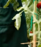  女性温室采摘西红柿3624#竖屏 	 