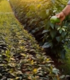  农民田间采摘青椒素材454#竖屏 	 