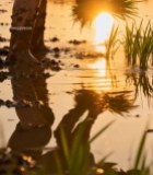  农民稻田插秧夕阳场景2235#竖屏 	 