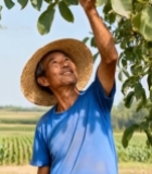  农民果园采摘核桃画面2165#竖屏 	 