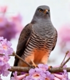  鸟儿栖息繁花枝头7444#竖屏 	 