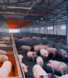  农场人员用设备监测小猪6224#竖屏 	 