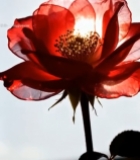  逆光下的红色玫瑰花特写5939#竖屏 	 