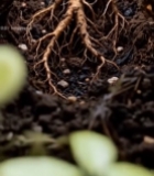  泥土中人参根部特写2196#竖屏 	 