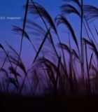  暮色中摇曳的芦苇1949#竖屏 	 