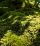  木桌上摆放的新鲜桃子4613#竖屏 	 