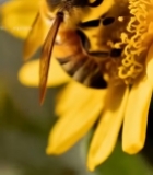  蜜蜂采蜜特写素材(1)3152#竖屏 	 