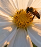  蜜蜂采蜜特写素材1775#竖屏 	 