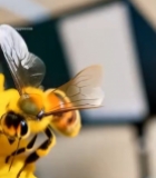  蜜蜂花朵间采蜜特写1292#竖屏 	 