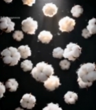  棉花特写素材2326#竖屏 	 