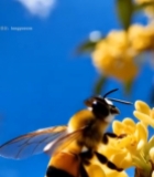 蜜蜂采蜜金桂花特写6361#竖屏 	 