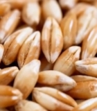  麦粒特写素材7343#竖屏 	 