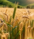  麦田麦穗特写素材7787#竖屏 	 