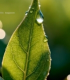  绿叶上晶莹的露珠特写5648#竖屏 	 