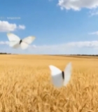  麦田风光蓝天白云2617#竖屏 	 