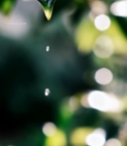  绿叶上悬垂的晶莹水滴7037#竖屏 	 