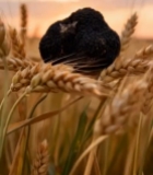  麦田中黑松露特写550#竖屏 	 