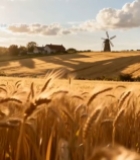  麦田风车乡村风光190#竖屏 	 