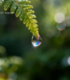  绿叶上晶莹水滴特写(1)1974#竖屏 	 