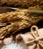  麻袋大米与稻穗特写素材3415#竖屏 	 