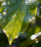  绿叶上晶莹的水滴特写(1)3306#竖屏 	 