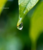  绿叶上晶莹的水滴特写(2)7528#竖屏 	 