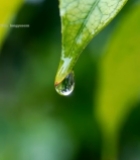  绿叶上晶莹的水滴特写(2)7528#竖屏 	 