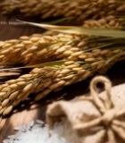  麻袋大米与稻穗特写素材3415#竖屏 	 