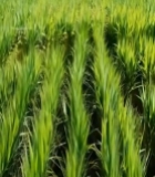  绿色稻田近景素材3831#竖屏 	 