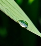  绿叶上的晶莹水滴(1)4209#竖屏 	 