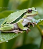  绿叶上的青蛙特写(1)7316#竖屏 	 