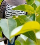  绿叶间的蓝色小鸟特写(1)7305#竖屏 	 