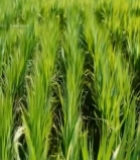  绿色稻田近景素材3831#竖屏 	 