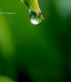  绿叶上的晶莹水滴特写(2)2897#竖屏 	 