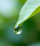  绿叶上的晶莹水滴1133#竖屏 	 