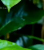  绿叶上的青蛙特写1398#竖屏 	 