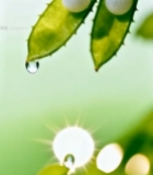  绿叶上的珍珠与水滴特写158#竖屏 	 