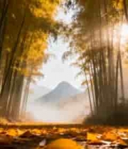  阳光照耀下的竹林风景3050#横屏 	 - 