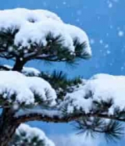  雪覆松树雪景画面1209#横屏 	 