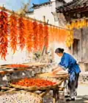 乡村妇女晾晒丰收作物画面1771#横屏 	 