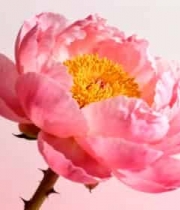  特写粉色牡丹花素材2842#横屏 	 
