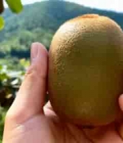  手持猕猴桃果园近景画面2799#横屏 	 