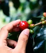  手采摘咖啡果实素材1263#横屏 	 -