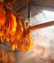  室内晾晒的烟叶素材1922#横屏 	 