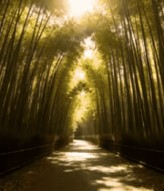 阳光照耀下的竹林小道477#横屏 