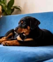  室内沙发上趴着的小狗1921#横屏 	 